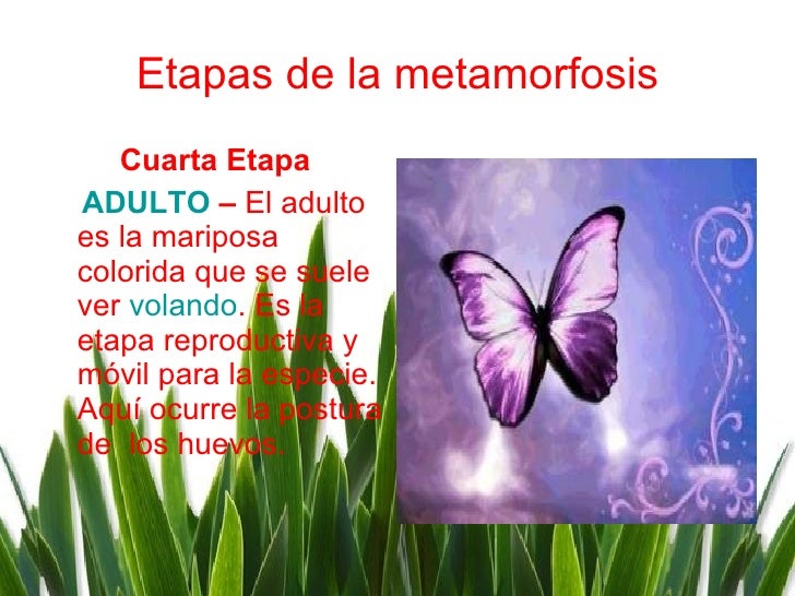 Etapas de la metamorfosis <ul><li>Cuarta Etapa </li></ul><ul><li>ADULTO  –  El adulto es la mariposa colorida que se suele...