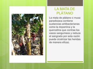 LA MATA DE
PLÁTANO
La mata de plátano o musa
paradisiaca contiene
sustancias antibacterianas
como la dopamina y la
quercetina que contrae los
vasos sanguíneos y reduce
el sangrado por esta razón
puede cicatrizar las heridas
de manera eficaz.
 