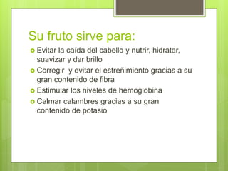 Su fruto sirve para:
 Evitar la caída del cabello y nutrir, hidratar,
suavizar y dar brillo
 Corregir y evitar el estreñimiento gracias a su
gran contenido de fibra
 Estimular los niveles de hemoglobina
 Calmar calambres gracias a su gran
contenido de potasio
 