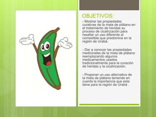 OBJETIVOS:
- Mostrar las propiedades
curativas de la mata de plátano en
el tratamiento de heridas su
proceso de cicatrización para
resaltar un uso diferente al
comestible que predomina en la
región de Urabá.
- Dar a conocer las propiedades
medicinales de la mata de plátano
reemplazando algunos
medicamentos usados
tradicionalmente para la curación
de heridas y la cicatrización.
- Proponer un uso alternativo de
la mata de plátano teniendo en
cuenta la importancia que esta
tiene para la región de Urabá .
 