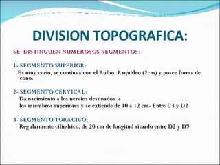 DIVISION TOPOGRAFICA: SE  DISTINGUEN NUMEROSOS SEGMENTOS: 1- SEGMENTO SUPERIOR: Es muy corto, se continua con el Bulbo  Raquideo (2cm) y posee forma de cono. 2- SEGMENTO CERVICAL: Da nacimiento a los nervios destinados  a  los miembros superiores y se extiende de 10 a 12 cm- Entre C3 y D2 3- SEGMENTO TORACICO: Regularmente cilindrico, de 20 cm de longitud situado entre D2 y D9 
