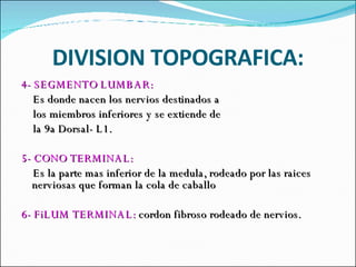 DIVISION TOPOGRAFICA: 4- SEGMENTO LUMBAR: Es donde nacen los nervios destinados a  los miembros inferiores y se extiende de la 9a Dorsal- L1. 5- CONO TERMINAL: Es la parte mas inferior de la medula, rodeado por las raices nerviosas que forman la cola de caballo 6- FiLUM TERMINAL:  cordon fibroso rodeado de nervios. 