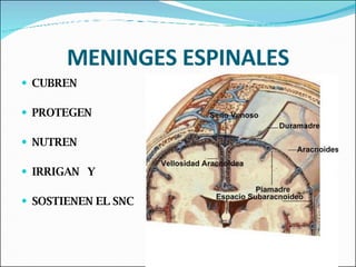 MENINGES ESPINALES CUBREN PROTEGEN NUTREN  IRRIGAN  Y SOSTIENEN EL SNC 