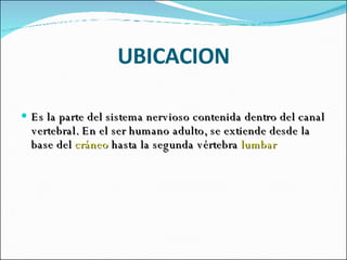 UBICACION Es la parte del sistema nervioso contenida dentro del canal vertebral. En el ser humano adulto, se extiende desde la base del  cráneo  hasta la segunda vértebra  lumbar   