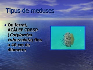 Tipus de meduses Ou ferrat, ACÀLEF CRESP ( Cotylorriza tuberculata ) fins a 40 cm de diàmetre   