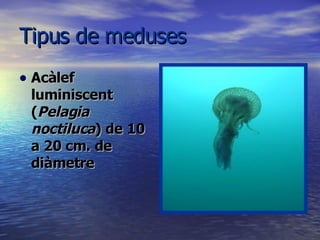 Tipus de meduses Acàlef luminiscent ( Pelagia noctiluca ) de 10 a 20 cm. de diàmetre   