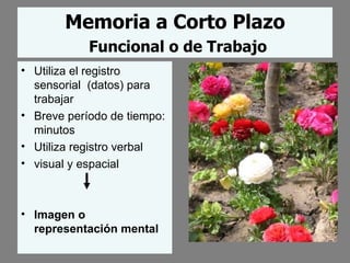 Memoria a Corto Plazo   Funcional o de Trabajo Utiliza el registro sensorial  (datos) para trabajar Breve período de tiempo: minutos Utiliza registro verbal visual y espacial Imagen o representación mental 