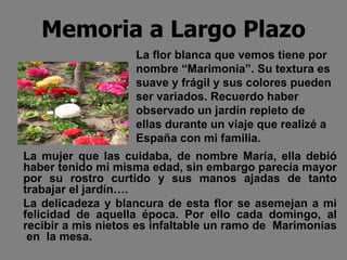 Memoria a Largo Plazo La mujer que las cuidaba, de nombre María, ella debió haber tenido mi misma edad, sin embargo parecía mayor por su rostro curtido y sus manos ajadas de tanto trabajar el jardín…. La delicadeza y blancura de esta flor se asemejan a mi felicidad de aquella época. Por ello cada domingo, al recibir a mis nietos es infaltable un ramo de  Marimonias  en  la mesa.  La flor blanca que vemos tiene por nombre “Marimonia”. Su textura es suave y frágil y sus colores pueden ser variados. Recuerdo haber observado un jardín repleto de ellas durante un viaje que realizé a España con mi familia.  