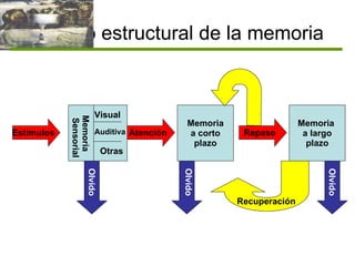 Modelo estructural de la memoria Estímulos Memoria a corto plazo Memoria  a largo plazo Atención Repaso Olvido Olvido Olvido Recuperación Memoria  Sensorial Visual Auditiva Otras 