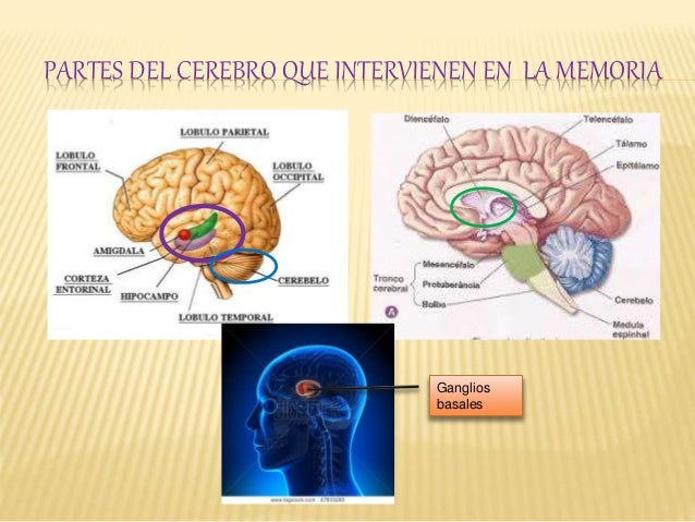La memoria y atención