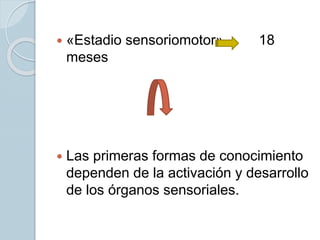  «Estadio sensoriomotor» 18
meses
 Las primeras formas de conocimiento
dependen de la activación y desarrollo
de los órganos sensoriales.
 
