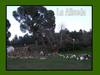 La Aliseda