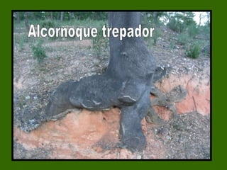 Alcornoque trepador