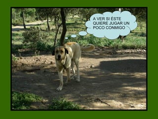 A VER SI ÉSTE QUIERE JUGAR UN POCO CONMIGO