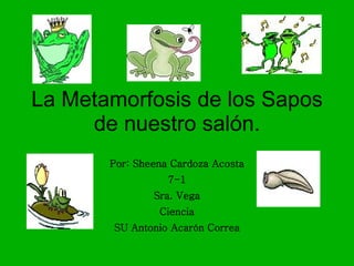La Metamorfosis de los Sapos de nuestro salón. Por: Sheena Cardoza Acosta 7-1 Sra. Vega Ciencia SU Antonio Acarón Correa 
