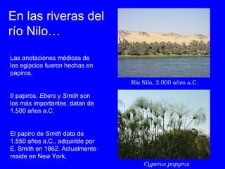 En las riveras del río Nilo… Cyperus papyrus Las anotaciones médicas de los egipcios fueron hechas en papiros.  9 papiros....