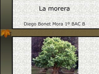 La morera Diego Bonet Mora 1º BAC B 