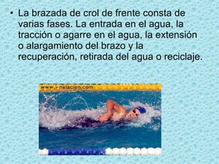La brazada de crol de frente consta de varias fases. La entrada en el agua, la tracción o agarre en el agua, la extensión o alargamiento del brazo y la recuperación, retirada del agua o reciclaje.  