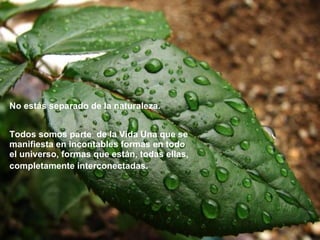 No estás separado de la naturaleza.   Todos somos parte  de la Vida Una que se manifiesta en incontables formas en todo el universo, formas que están, todas ellas, completamente interconectadas.       