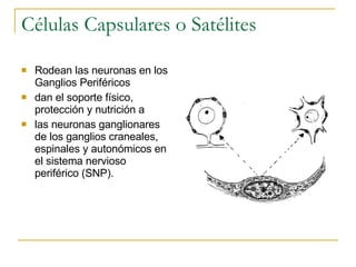 Células Capsulares o Satélites Rodean las neuronas en los Ganglios Periféricos dan el soporte físico, protección y nutrición a  las neuronas ganglionares de los ganglios craneales, espinales y autonómicos en el sistema nervioso periférico (SNP).  