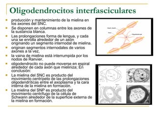 Oligodendrocitos interfasciculares producción y mantenimiento de la mielina en los axones del SNC.  Se disponen en columnas entre los axones de la sustancia blanca. Las prolongaciones forma de lengua, y cada una se enrolla alrededor de un axón originando un segmento internodal de mielina. originan segmentos internodales de varios axones a la vez,  la vaina de mielina está interrumpida por los nodos de Ranvier.  oligodendrocito no puede moverse en espiral alrededor de cada axón que mieliniza; En conclusión:  La mielina del SNC es producto del movimiento centrípeto de las prolongaciones oligodendríticas entre el axoplasma y la cara interna de la mielina en formación.  La mielina del SNP es producto del movimiento centrífugo de la célula de Schwann alrededor de la superficie externa de la mielina en formación.   