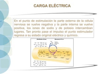 CARGA ELÉCTRICA
En el punto de estimulación la parte externa de la célula
nerviosa se vuelve negativa y la parte interna se vuelve
positiva, los iones de sodio y de potasio intercambian
lugares. Tan pronto pase el impulso el punto estimulador
regresa a su estado original eléctrico y químico.
 