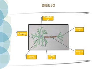 DIBUJO
NÚCLE
O
SINAPSI
S
NEURILEM
A
AXÓ
N
CUERPO
CELULAR
DENDRITA
 