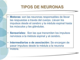 TIPOS DE NEURONAS
• Motoras: son las neuronas responsables de llevar
las respuestas a través del cuerpo. Llevan los
impulsos desde el cerebro y la médula espinal hasta
los músculos y las glándulas.
• Sensoriales: Son las que transmiten los impulsos
nerviosos a la médula espinal y al cerebro.
• Intermediarias o de asociación: Se encargan de
pasar impulsos desde la médula a la neurona
motora.
 