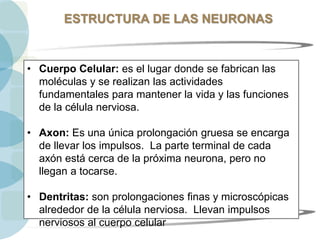 ESTRUCTURA DE LAS NEURONAS
• Cuerpo Celular: es el lugar donde se fabrican las
moléculas y se realizan las actividades
fundamentales para mantener la vida y las funciones
de la célula nerviosa.
• Axon: Es una única prolongación gruesa se encarga
de llevar los impulsos. La parte terminal de cada
axón está cerca de la próxima neurona, pero no
llegan a tocarse.
• Dentritas: son prolongaciones finas y microscópicas
alrededor de la célula nerviosa. Llevan impulsos
nerviosos al cuerpo celular
 