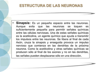 ESTRUCTURA DE LAS NEURONAS
• Sinapsis: Es un pequeño espacio entre las neuronas.
Aunque evita que las neuronas se toquen es
suficientemente pequeña para permitir señales químicas
entre las células nerviosas. Una de estas señales químicas
es la acetilcolina, un agente químico que ayuda a transmitir
los impulsos entre las neuronas. Se libera al final de cada
Axón, cruza la sinapsis y enseguida provoca un impulso
nervioso que comienza en las dendritas de la próxima
neurona. Como la acetilcolina y otras señales químicas se
producen sólo al final de los axones y no en las dendritas,
las señales pueden desplazarse sólo en una dirección.
 