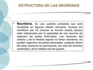 ESTRUCTURA DE LAS NEURONAS
• Neurilema. Es una cubierta protectora que está
revestidas en algunas células nerviosas. Aunque los
científicos aún no conocen su función exacta, parece
estar relacionada con la capacidad de una neurona de
regenera las partes lesionadas. Las neuronas del
cerebro y de la médula espinal no tienen neurilema, no
pueden regenerar las partes lesionadas, cualquier lesión
de estas neuronas es permanente, por esto las lesiones
cerebrales y de la médula son tan graves.
 