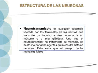 ESTRUCTURA DE LAS NEURONAS
• Neurotransmisor: es cualquier sustancia
liberada por los terminales de los nervios que
transmite un impulso a otra neurona, a un
músculo o a una glándula. Una vez el
neurotransmisor ha transmitido su mensaje, es
destruido por otros agentes químicos del sistema
nervioso. Esto evita que el cuerpo reciba
mensajes falsos
 