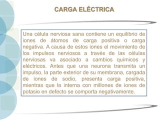 CARGA ELÉCTRICA
Una célula nerviosa sana contiene un equilibrio de
iones de átomos de carga positiva o carga
negativa. A causa de estos iones el movimiento de
los impulsos nerviosos a través de las células
nerviosas va asociado a cambios químicos y
eléctricos. Antes que una neurona transmita un
impulso, la parte exterior de su membrana, cargada
de iones de sodio, presenta carga positiva,
mientras que la interna con millones de iones de
potasio en defecto se comporta negativamente.
 