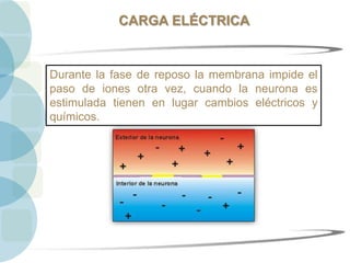 CARGA ELÉCTRICA
Durante la fase de reposo la membrana impide el
paso de iones otra vez, cuando la neurona es
estimulada tienen en lugar cambios eléctricos y
químicos.
 