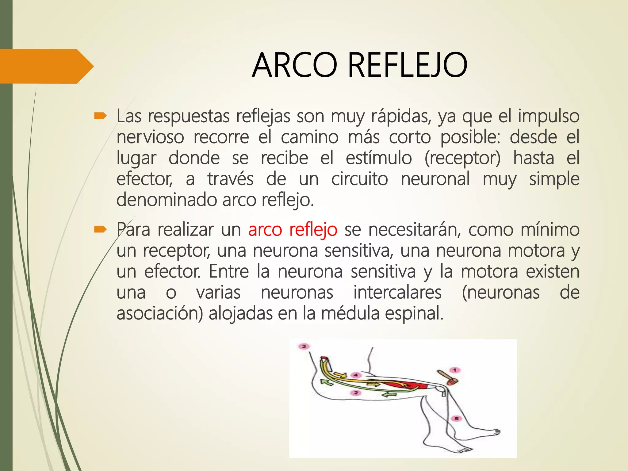 ARCO REFLEJO
 Las respuestas reflejas son muy rápidas, ya que el impulso
nervioso recorre el camino más corto posible: desde el
lugar donde se recibe el estímulo (receptor) hasta el
efector, a través de un circuito neuronal muy simple
denominado arco reflejo.
 Para realizar un arco reflejo se necesitarán, como mínimo
un receptor, una neurona sensitiva, una neurona motora y
un efector. Entre la neurona sensitiva y la motora existen
una o varias neuronas intercalares (neuronas de
asociación) alojadas en la médula espinal.
 