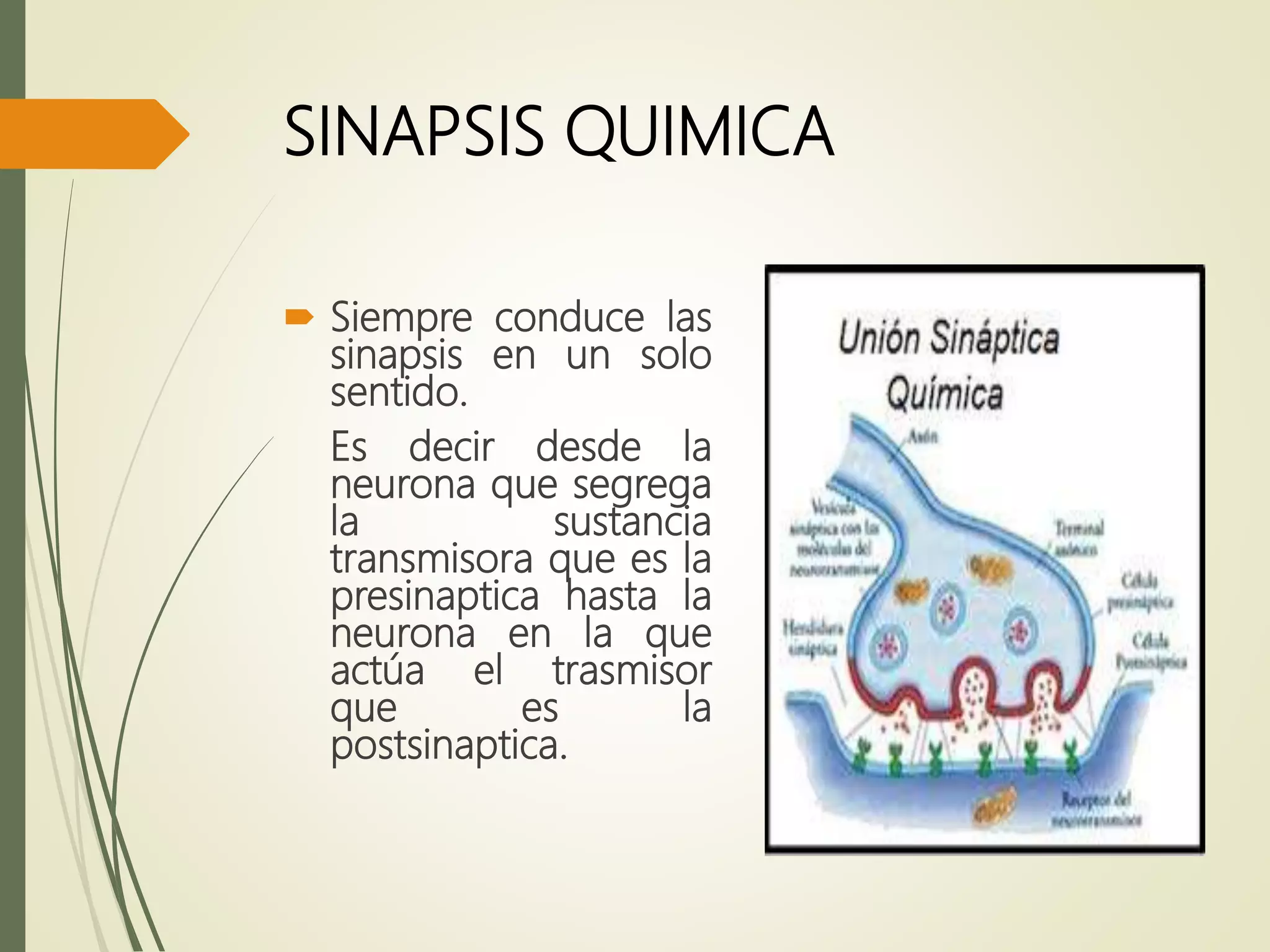 SINAPSIS QUIMICA
 Siempre conduce las
sinapsis en un solo
sentido.
Es decir desde la
neurona que segrega
la sustancia
transmisora que es la
presinaptica hasta la
neurona en la que
actúa el trasmisor
que es la
postsinaptica.
 