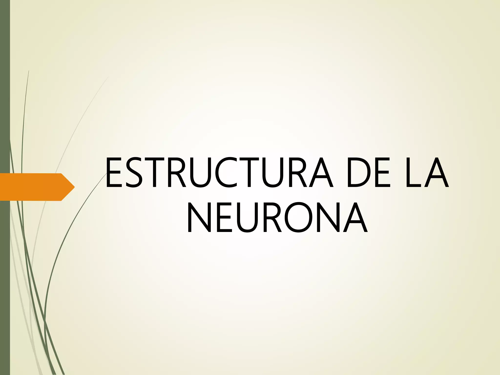 ESTRUCTURA DE LA
NEURONA
 