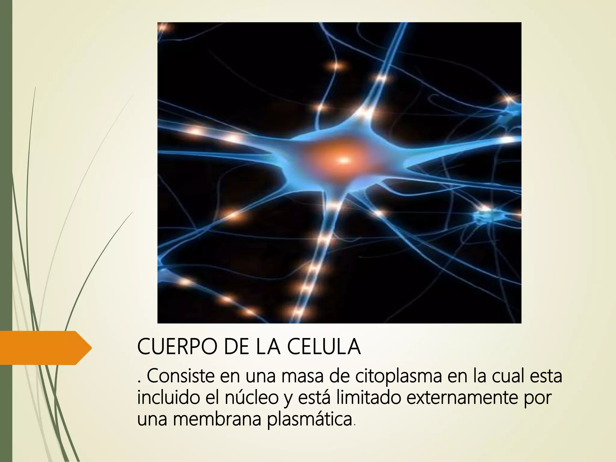 CUERPO DE LA CELULA
. Consiste en una masa de citoplasma en la cual esta
incluido el núcleo y está limitado externamente por
una membrana plasmática.
 