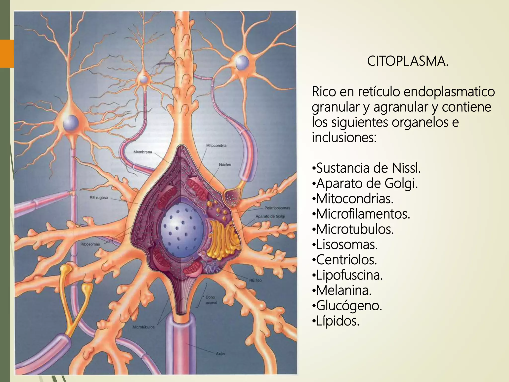CITOPLASMA.
Rico en retículo endoplasmatico
granular y agranular y contiene
los siguientes organelos e
inclusiones:
•Sustancia de Nissl.
•Aparato de Golgi.
•Mitocondrias.
•Microfilamentos.
•Microtubulos.
•Lisosomas.
•Centriolos.
•Lipofuscina.
•Melanina.
•Glucógeno.
•Lípidos.
 