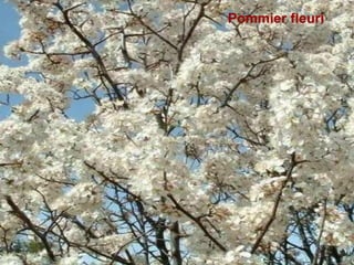 Pommier fleuri
 