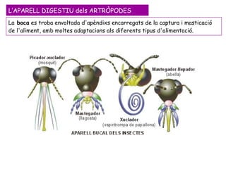 La  boca  es troba envoltada d'apèndixs encarregats de la captura i masticació de l'aliment, amb moltes adaptacions als diferents tipus d'alimentació. L’APARELL DIGESTIU dels ARTRÒPODES 
