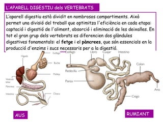 L’APARELL DIGESTIU dels VERTEBRATS L’aparell digestiu està dividit en nombrosos compartiments. Això permet una divisió del treball que optimitza l'eficiència en cada etapa: captació i digestió de l'aliment, absorció i eliminació de les deixalles. En tot el gran grup dels vertebrats es diferencien dos glàndules digestives fonamentals: el  fetge  i el  pàncrees , que són essencials en la producció d'enzims i sucs necessaris per a la digestió. AUS RUMIANT 