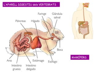 MAMÍFERS L’APARELL DIGESTIU dels VERTEBRATS 