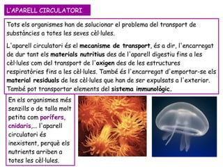L’APARELL CIRCULATORI Tots els organismes han de solucionar el problema del transport de substàncies a totes les seves cèl·lules.  L'aparell circulatori és el  mecanisme de transport , és a dir, l'encarregat de dur tant els  materials nutritius  des de l'aparell digestiu fins a les cèl·lules com del transport de l' oxigen  des de les estructures respiratòries fins a les cèl·lules. També és l'encarregat d'emportar-se els  material residuals  de les cèl·lules que han de ser expulsats a l'exterior. També pot transportar elements del  sistema immunològic.   En els organismes més senzills o de talla molt petita com  porífers ,  cnidaris ,... l'aparell circulatori és inexistent, perquè els nutrients  arriben a totes les cèl·lules.  