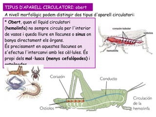 *  Obert , quan el líquid circulatori ( hemolinfa ) no sempre circula per l'interior de vasos i queda lliure en llacunes o  sinus  on banya directament els òrgans.  És precisament en aquestes llacunes on s'efectua l'intercanvi amb les cèl·lules. És propi dels  mol·luscs (menys cefalòpodes)  i  artròpodes . TIPUS D’APARELL CIRCULATORI: obert A nivell morfològic podem distingir dos tipus d'aparell circulatori: 