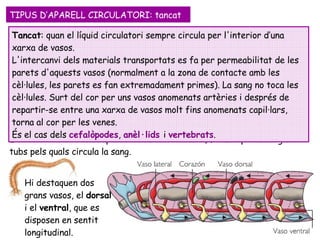 Els anèl·lids  tenen un aparell circulatori  tancat , format per un seguit de tubs pels quals circula la sang.  Tancat : quan el líquid circulatori sempre circula per l'interior d’una xarxa de vasos.  L'intercanvi dels materials transportats es fa per permeabilitat de les parets d'aquests vasos (normalment a la zona de contacte amb les cèl·lules, les parets es fan extremadament primes). La sang no toca les cèl·lules. Surt del cor per uns vasos anomenats artèries i després de repartir-se entre una xarxa de vasos molt fins anomenats capil·lars, torna al cor per les venes.  És el cas dels   cefalòpodes ,  anèl·lids   i  vertebrats . TIPUS D’APARELL CIRCULATORI: tancat Hi destaquen dos grans vasos, el  dorsal  i el  ventral , que es disposen en sentit longitudinal.  