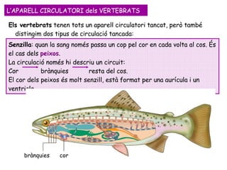 Els vertebrats  tenen tots un aparell circulatori tancat, però també distingim dos tipus de circulació tancada: L’APARELL CIRCULATORI dels VERTEBRATS Senzilla : quan la sang només passa un cop pel cor en cada volta al cos. És el cas dels  peixos .  La circulació només hi descriu un circuit:  Cor  brànquies  resta del cos.  El cor dels peixos és molt senzill, està format per una aurícula i un ventricle. cor brànquies 