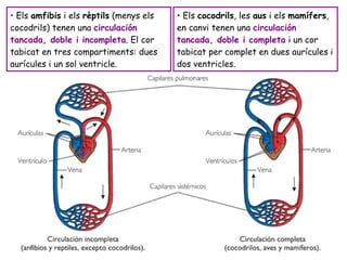 •  Els  amfibis  i els  rèptils  (menys els cocodrils) tenen una  circulación tancada, doble i incompleta . El cor tabicat en tres compartiments: dues aurícules i un sol ventricle.  •  Els  cocodrils , les  aus  i els  mamífers , en canvi tenen una  circulación tancada, doble i completa  i un cor tabicat per complet en dues aurícules i dos ventricles.  