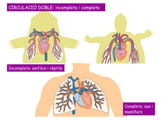 CIRCULACIÓ DOBLE: incompleta i completa Incompleta: amfibis i rèptils Completa: aus i mamífers 