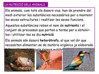 Els animals, com tots els éssers vius, han de prendre del medi exterior les substàncies necessàries per a mantenir les seves estructures i realitzar les seves funcions. Aquestes substàncies reben el nom de  nutrients  i el conjunt de processos que porten a terme per a obtenir-les i utilitzar-les es diu  nutrició . Els animals són éssers  heteròtrofs , el que vol dir que necessiten alimentar-se de matèria orgànica ja elaborada (aliment), produïda pels éssers autòtrofs.  LA NUTRICIÓ DELS ANIMALS 